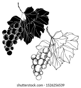 Vector Grape berry healthy food. Black and white engraved ink art. Isolated grapes illustration element on white element.
