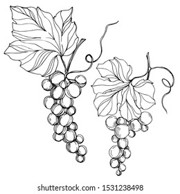 Vector Grape berry healthy food. Black and white engraved ink art. Isolated grape illustration element on white backgraund.