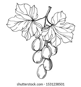 Vector Grape berry healthy food. Black and white engraved ink art. Isolated grape illustration element on white backgraund.