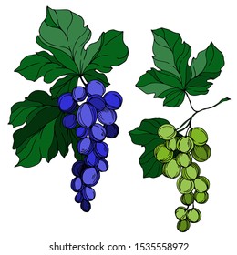 Vector Grape berry healthy food. Black and white engraved ink art. Isolated grapes illustration element on white background.