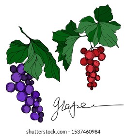 Vector Grape berry healthy food. Black and white engraved ink art. Isolated grape illustration element on white backgraund.