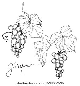 Vector Grape berry healthy food. Black and white engraved ink art. Isolated grape illustration element on white backgraund.