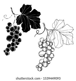 Vector Grape berry healthy food. Black and white engraved ink art. Isolated grape illustration element on white backgraund.