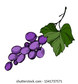 Vector Grape berry healthy food. Black and white engraved ink art. Isolated grapes illustration element on white background.