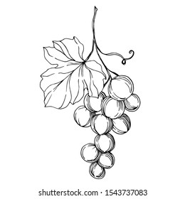 Vector Grape berry healthy food. Black and white engraved ink art. Isolated grapes illustration element on white element.