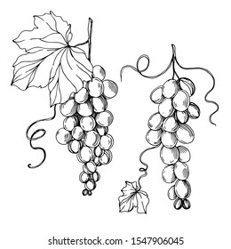 Vector Grape berry healthy food. Black and white engraved ink art. Isolated grapes illustration element on white background.