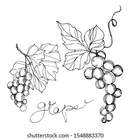 Vector Grape berry healthy food. Black and white engraved ink art. Isolated grapes illustration element on white background.