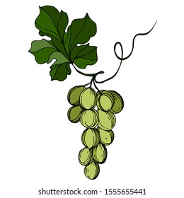 Vector Grape berry healthy food. Black and white engraved ink art. Isolated grapes illustration element on white background.
