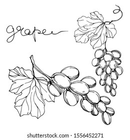 Vector Grape berry healthy food. Black and white engraved ink art. Isolated grapes illustration element on white background.