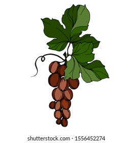 Vector Grape berry healthy food. Black and white engraved ink art. Isolated grapes illustration element on white background.