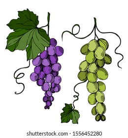 Vector Grape berry healthy food. Black and white engraved ink art. Isolated grapes illustration element on white background.
