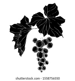 Vector Grape berry healthy food. Black and white engraved ink art. Isolated grape illustration element on white backgraund.