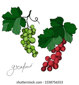 Vector Grape berry healthy food. Black and white engraved ink art. Isolated grape illustration element on white backgraund.
