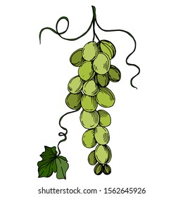 Vector Grape berry healthy food. Black and white engraved ink art. Isolated grapes illustration element on white background.