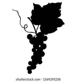 Vector Grape berry healthy food. Black and white engraved ink art. Isolated grape illustration element on white backgraund.