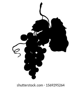 Vector Grape berry healthy food. Black and white engraved ink art. Isolated grape illustration element on white backgraund.