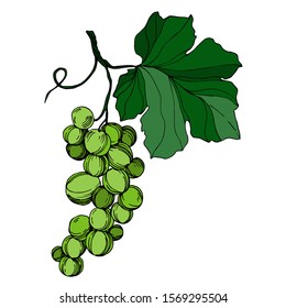 Vector Grape berry healthy food. Black and white engraved ink art. Isolated grape illustration element on white backgraund.