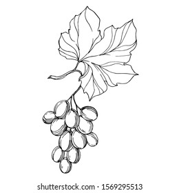 Vector Grape berry healthy food. Black and white engraved ink art. Isolated grape illustration element on white backgraund.