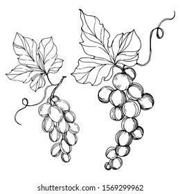 Vector Grape berry healthy food. Black and white engraved ink art. Isolated grapes illustration element on white background.