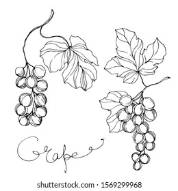 Vector Grape berry healthy food. Black and white engraved ink art. Isolated grapes illustration element on white background.