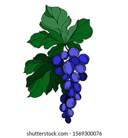 Vector Grape berry healthy food. Black and white engraved ink art. Isolated grapes illustration element on white element.