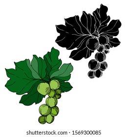 Vector Grape berry healthy food. Black and white engraved ink art. Isolated grapes illustration element on white element.