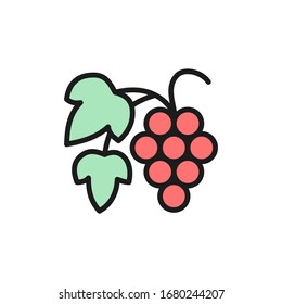 Vector grape branch with berries flat color line icon.