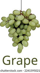 vector grape branch, every grape is isolated from another, so, it can be used in different situations and designs or in motion graphic.
