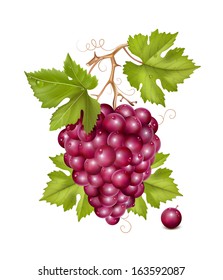 Vector. Grape cluster with green leaves and water drops. Photo-realistic vector illustration. Contains gradient mesh