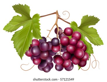 Vector. Grape cluster with green leaves.