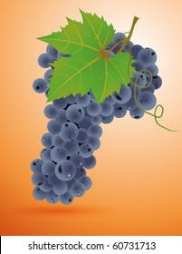 Vector. Grape cluster with green leaves.