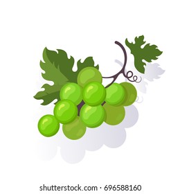 Vector Grape Colorful Illustration Isolated on White Background.