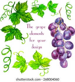 Vector grape elements  with hand drawn watercolor art