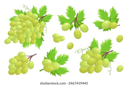 Vector grape illustration. Bunch of grapes with leaf. Grapes with green leaves on white background. Sketch of grapes for design of business cards and invitations