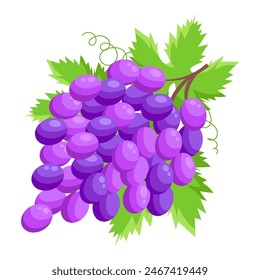 Vector grape illustration. Bunch of grapes with leaf. Grapes with green leaves on white background. Sketch of grapes for design of business cards and invitations