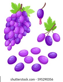 Vector grape illustration Bunch of wine grapes with leaf flat color icon for food apps and websites.
