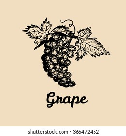 Vector grape illustration. Vine bunch with leaves logo. Hand sketched winemaking element in engraved style. 
