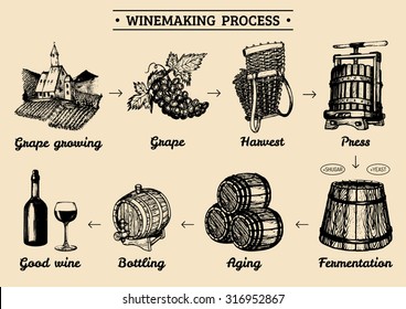 Vector grape infographics with illustrations of winery process. Hand sketched drawings  of vine-making operations elements, producing diagram design.  