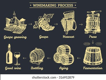 Vector grape infographics with illustrations of winery process. Hand sketched drawings  of vine-making operations elements, producing diagram design.  