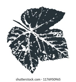 Vector grape Leaf print. Inkprinted leaves of the trees on paper. Traced vector image.