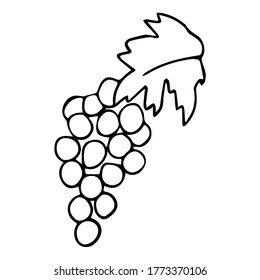 Vector grape vine for restaurant menu illustration. Wine symbols for restaurant menu engraving grape leaves hand drawn collection. Bunch of grapes illustration for print, web, mobile and infographics