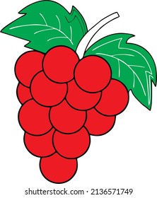 vector of grapes for design and icons