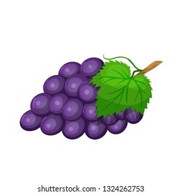 Vector grapes . Fruit berry illustration for farm market menu. Healthy food design