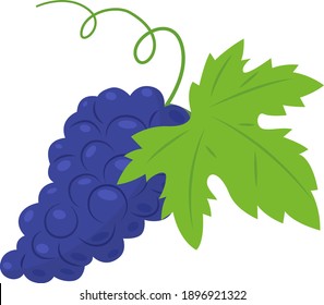 Vector grapes. Fruit berry illustration for farm market menu. Healthy food design