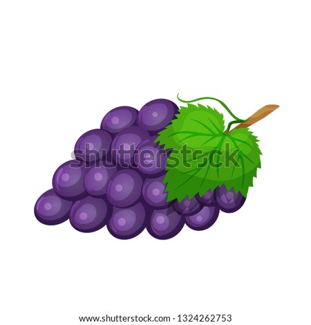 Vector grapes . Fruit berry illustration for farm market menu. Healthy food design