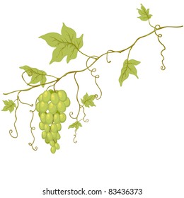 Vector grapes with green leaf on a white background.