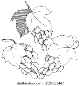Vector grapes  healthy food in a watercolor style isolated. Full name of the fruit: grapes.Vector wild fruit for background, texture, wrapper pattern or menu.
