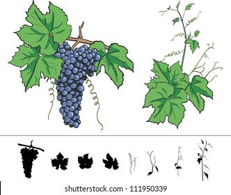 Vector grapes with leaves, branches and tendrils