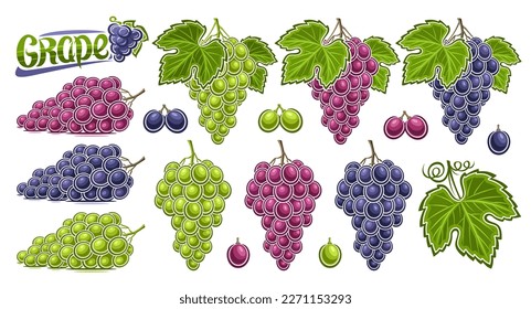 Vectores Uvas Set, colección de lotes de ilustraciones cortadas composición de la vida residual de la fruta, maduración de varios racimos de uva con hojas verdes, frutos de otoño sanos de colores variados y uva de texto verde