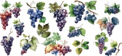 Vector Grapes. Set Of Grapes And Vine Leaves Watercolor Illustration. White, Red And Pink Grapes